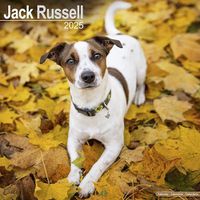 Cover image for Jack Russell Calendar 2025 Square Dog Breed Wall Calendar - 16 Month