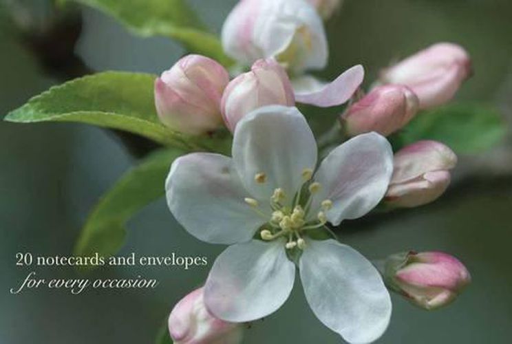 Cover image for Cardbox of 20 Notecards and Envelopes: Apple Blossom