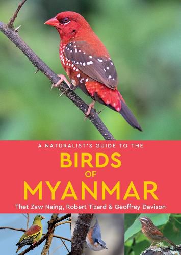 Cover image for A Naturalist's Guide to the Birds of Myanmar