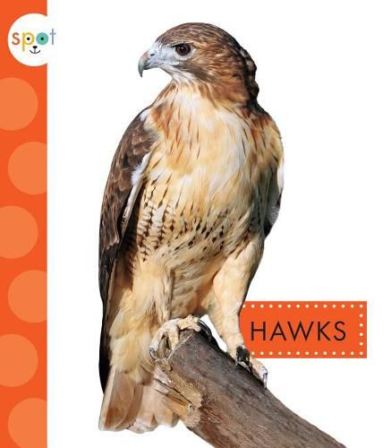 Cover image for Hawks