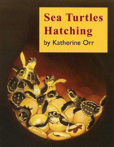 Cover image for Sea Turtles Hatching