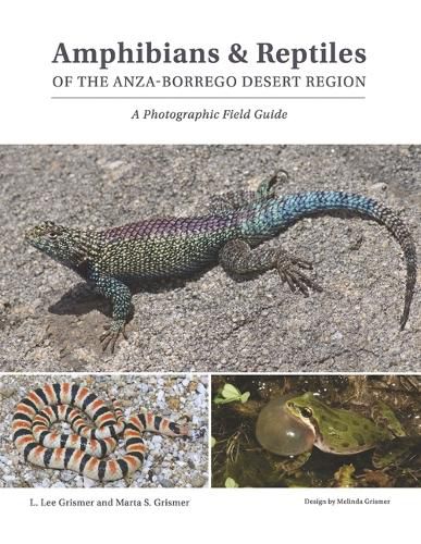 Cover image for Amphibians & Reptiles of the Anza-Borrego Desert Region