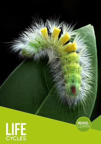 Cover image for Life Cycles