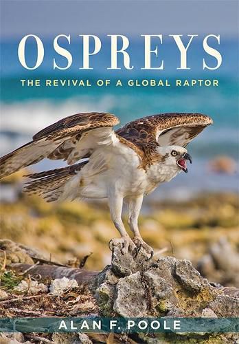 Cover image for Ospreys: The Revival of a Global Raptor