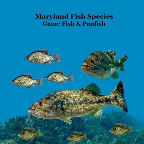 Cover image for Maryland Game Fish and Panfish Species Kids Book