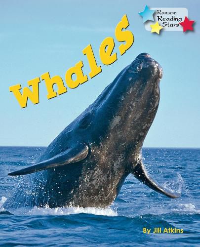 Cover image for Whales