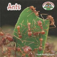 Cover image for Ants