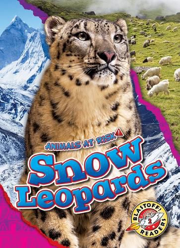 Cover image for Snow Leopards