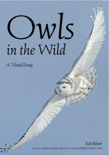 Owls In The Wild: A Visual Essay