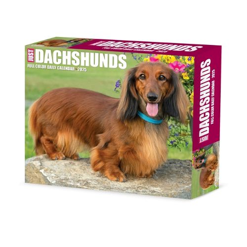 Cover image for Dachshunds 2026 5.4 X 6.2 Box Calendar