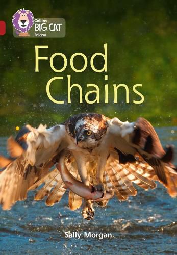 Food Chains: Band 14/Ruby
