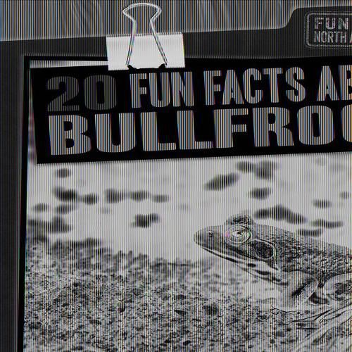 20 Fun Facts about Bullfrogs