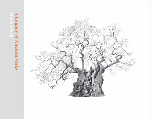 Cover image for A Legacy of Ancient Oaks