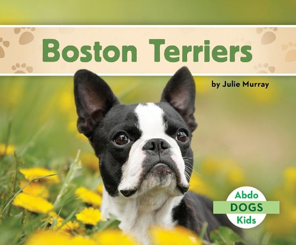 Cover image for Boston Terriers