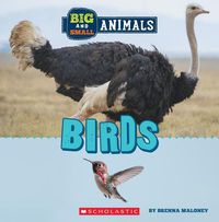 Cover image for Big and Small: Birds (Wild World)