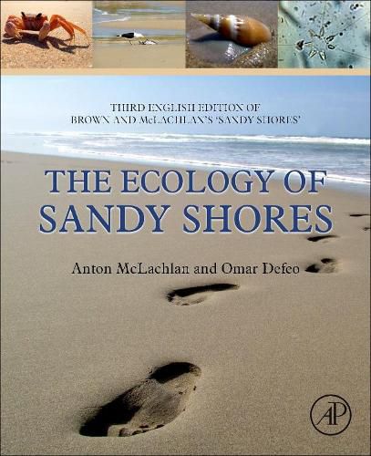 The Ecology of Sandy Shores