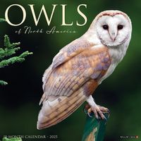 Cover image for Owls 2025 12 X 12 Wall Calendar