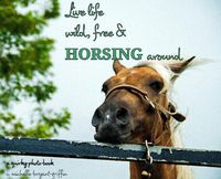 Cover image for Live life wild, free & horsing around