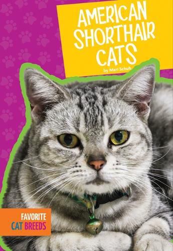 Cover image for American Shorthair Cats