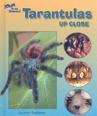 Cover image for Tarantulas Up Close