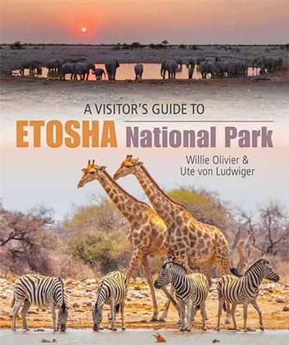 Cover image for A Visitor's Guide to Etosha National Park