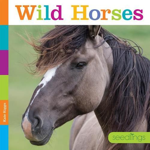 Wild Horses