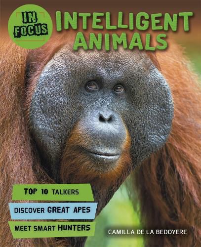 Cover image for In Focus: Intelligent Animals
