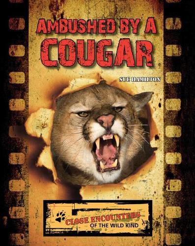 Cover image for Ambushed by a Cougar