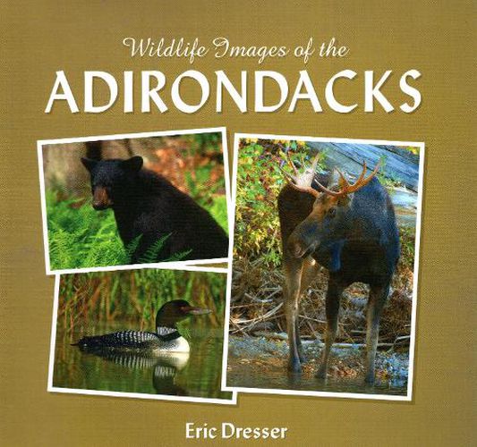 Cover image for Wildlife Images Of The Adirondacks