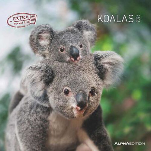 Koalas Calendar 2025 30x30