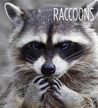 Cover image for Raccoons