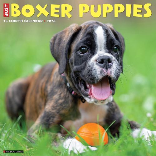 Cover image for Boxer Puppies 2026 12 X 12 Wall Calendar