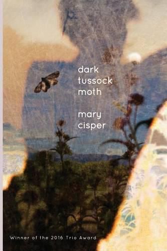 Cover image for Dark Tussock Moth