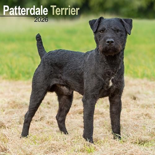 Cover image for Patterdale Terrier Calendar 2026 Square Dog Breed Wall Calendar - 16 Month