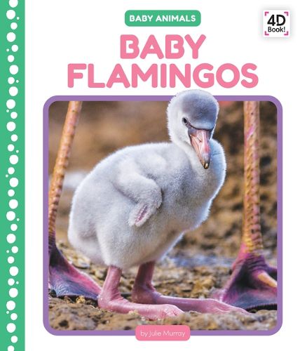 Cover image for Baby Flamingos