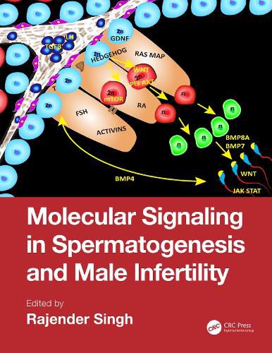 Cover image for Molecular Signaling in Spermatogenesis and Male Infertility