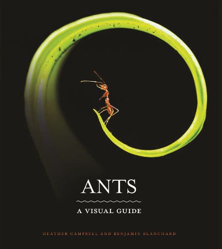 Cover image for Ants: A Visual Guide