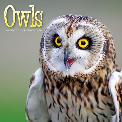 Cover image for 2026 Owls Wall Calendar