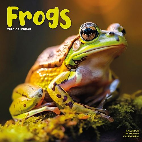 Cover image for Frogs Calendar 2026 Square Animal Wall Calendar - 16 Month