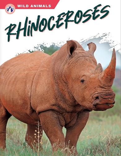 Cover image for Rhinoceroses