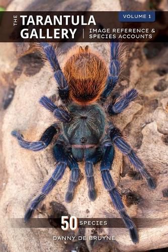 Cover image for The Tarantula Gallery: Image Reference & Species Accounts