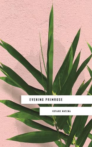 Cover image for Evening Primrose: a heart-wrenching novel for our times