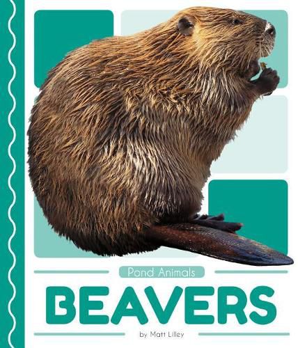 Cover image for Beavers