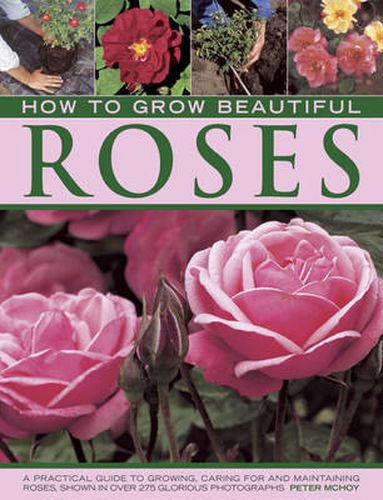 Cover image for How to Grow Beautiful Roses: A Practical Guide to Growing, Caring for and Maintaining Roses, Shown in Over 275 Glorious Photographs