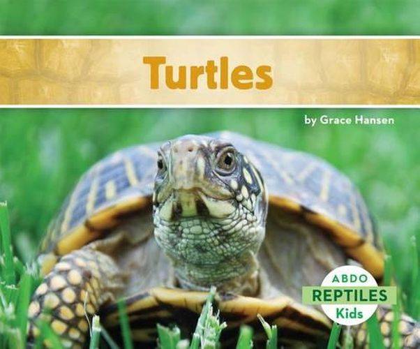 Cover image for Turtles