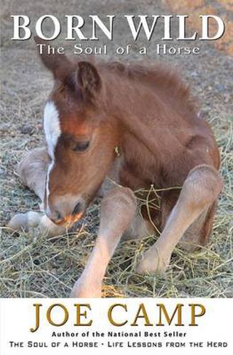 Cover image for Born Wild - The Soul of a Horse