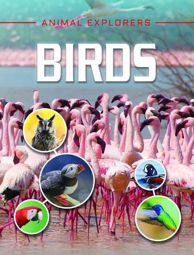 Cover image for Birds