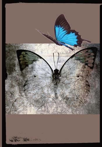 Cover image for Beautiful Butterfly