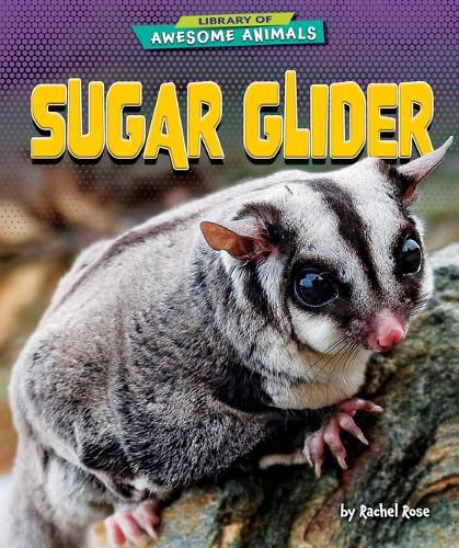 Cover image for Sugar Glider