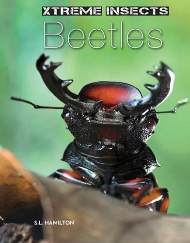 Beetles